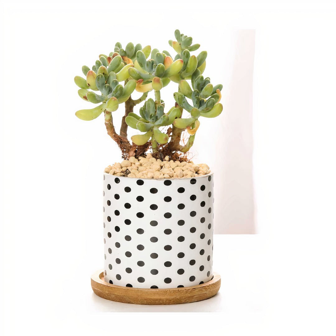 B&W Geometric Ceramic Planters – Set of 3 DAME BOHEME