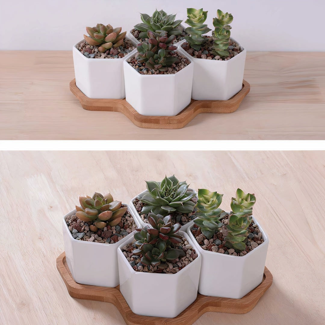Beehive Ceramic Planter Set – 4 Hexagon Pots with Tray DAME BOHEME