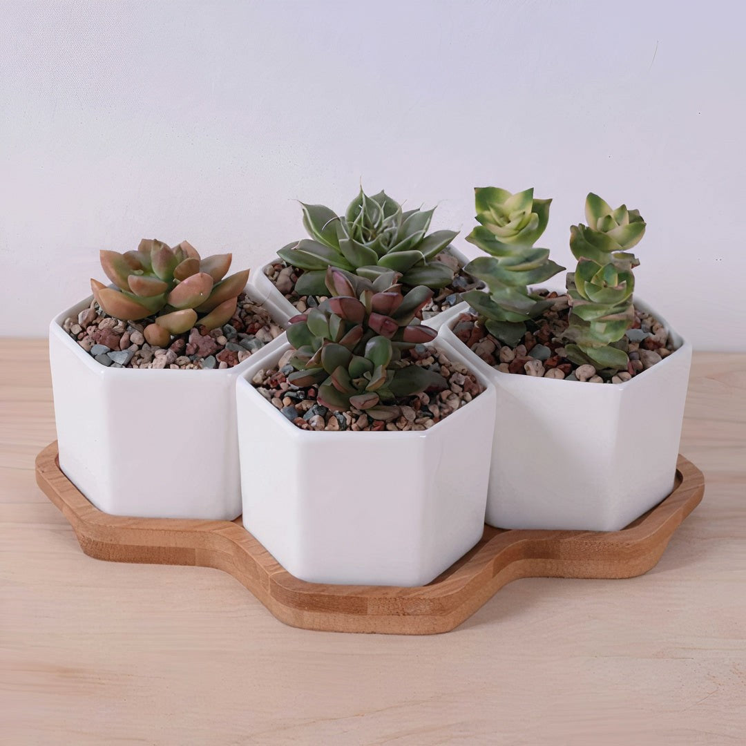 Beehive Ceramic Planter Set – 4 Hexagon Pots with Tray DAME BOHEME